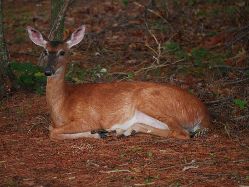 Picture of a Doe laying down