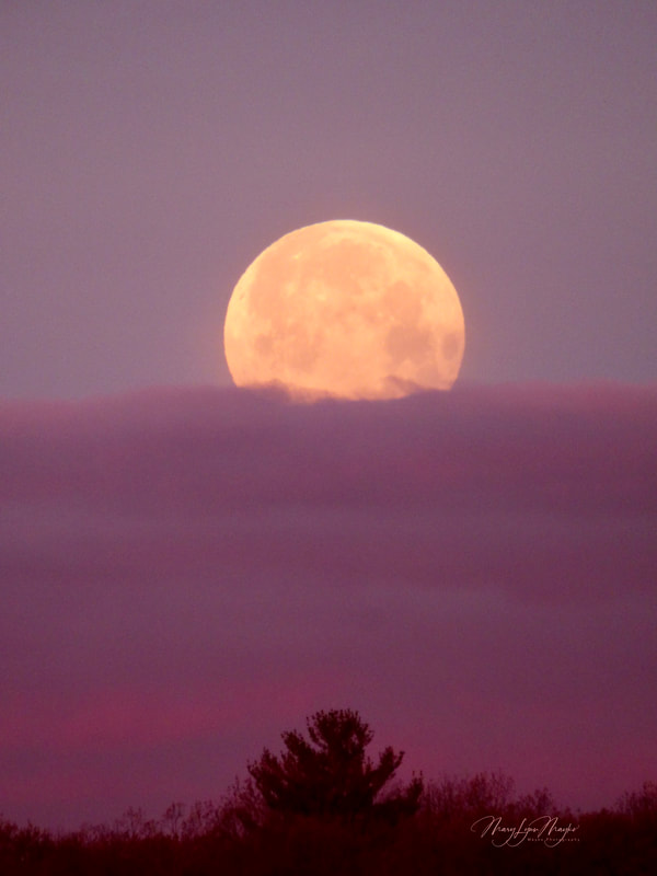 pink moon photo