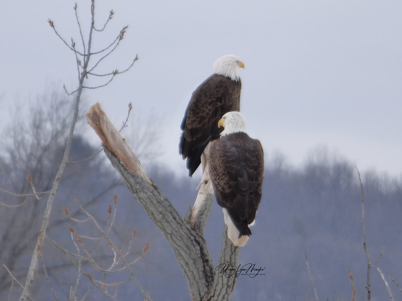 photo of American Bald Eagle 